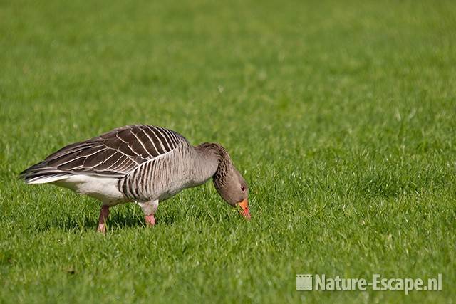 Grauwe gans, foeragerend, Zwmp1 090411