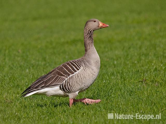 Grauwe gans, lopend, Zwmp1 090411