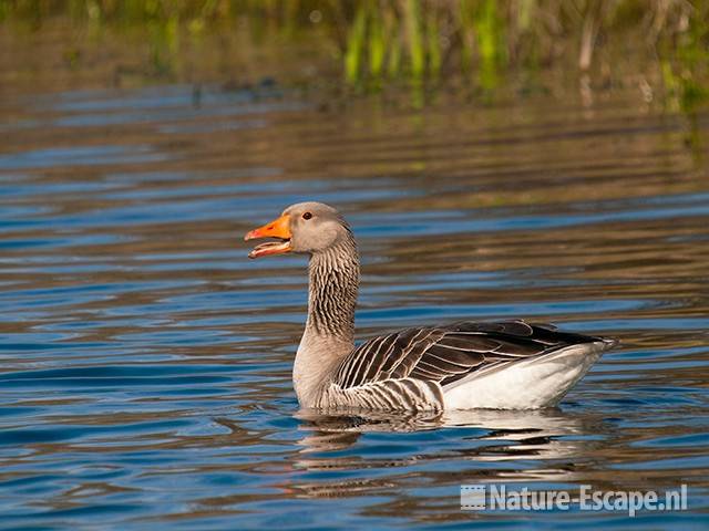 Grauwe gans, zwemmend en roepend, Zww1 080411