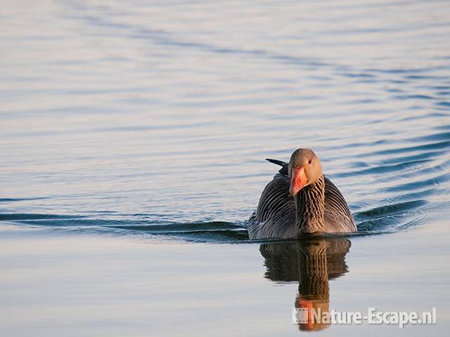 Grauwe gans, zwemmend, Hijm NHD Castricum 1 020411