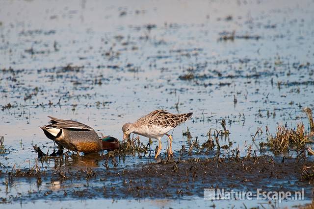 Kemphaan en wintertaling, foeragerend, Castricummerpolder 1 190311