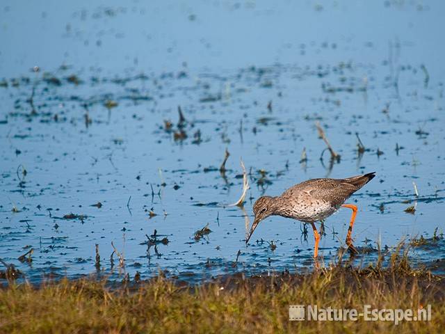 Tureluur, foeragerend, Castricummerpolder 1 190311