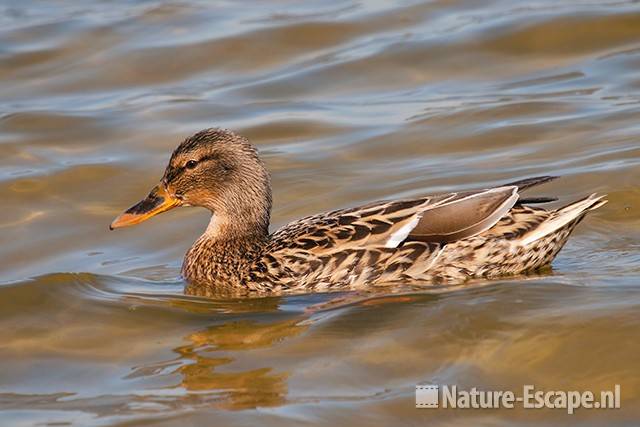 Wilde eend, vrouw, Hijm NHD Castricum 1 090411