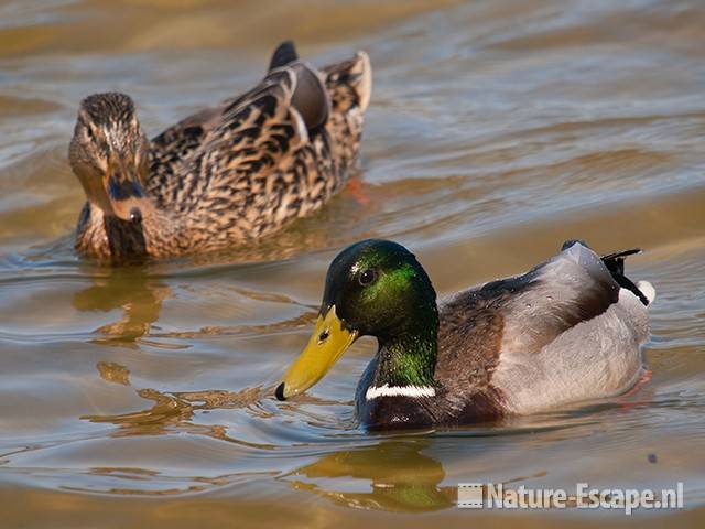 Wilde eend, woerd, man en vrouw, Hijm NHD Castricum1 090411