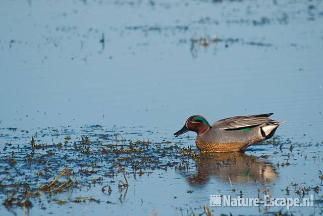 Wintertaling, woerd, man, foeragerend, Castricummerpolder 2 190311