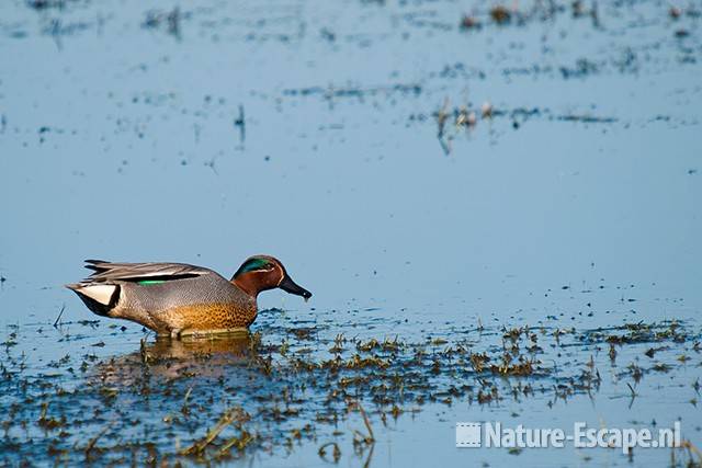 Wintertaling, woerd, man, foeragerend, Castricummerpolder 4 190311