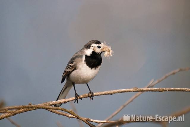 Witte kwikstaart, met nestmateriaal, Vogelmeer NPZK1 150411