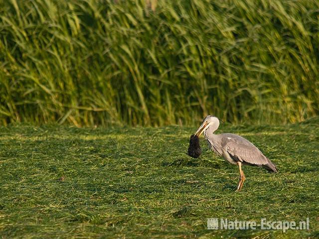 Blauwe reiger, eet woelrat, Groenedijk 2 050511