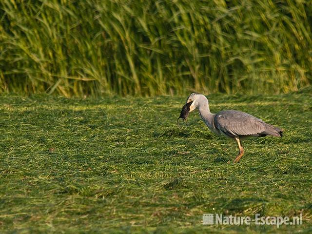 Blauwe reiger, eet woelrat, Groenedijk 3 050511