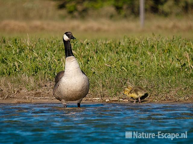 Canadese gans, met juvenielen, NHD Castricum 1 030511