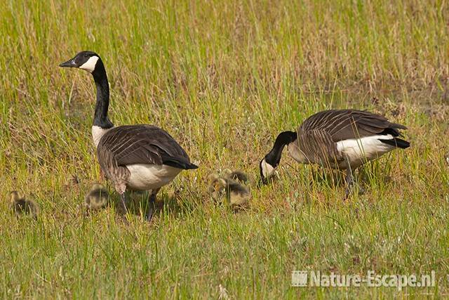 Canadese ganzen, met juvenielen, Vogelmeer NPZK1 070511