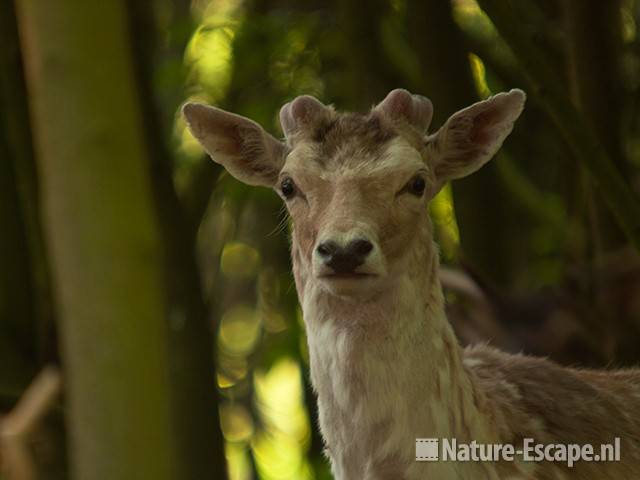 Damhert, bok in bos, detail kop, AWD1 300411