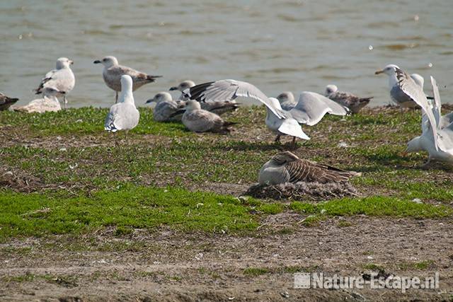 Grauwe gans, broedend, tussen zilvermeeuwen, De Putten 1 260411