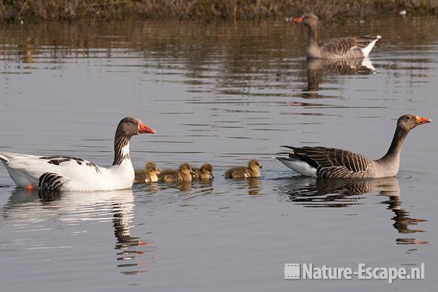 Grauwe ganzen, met juvenielen, Vogelmeer NPZK1 150411