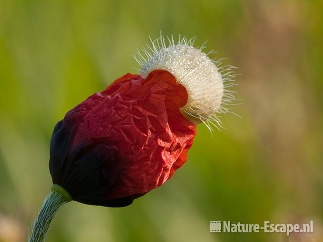 Klaproos, openende bloemknop, Wijkermeerpolder 1 050511