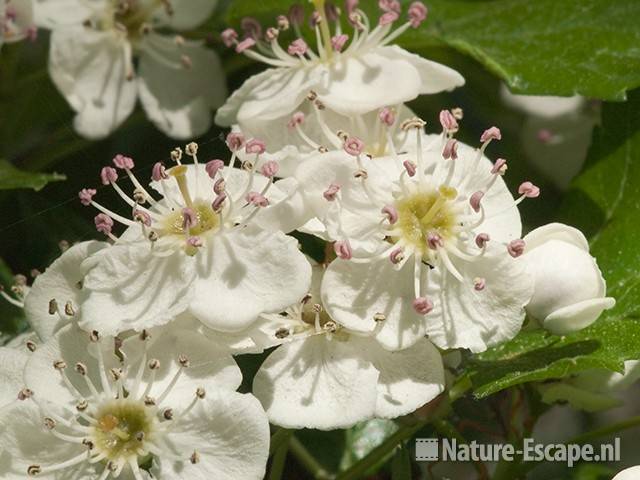 Meidoorn, bloei, bloemen, NHD Castricum 1 050511