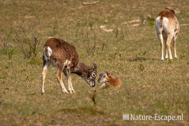 Moeflon, ooi met lam, AWD1 300411