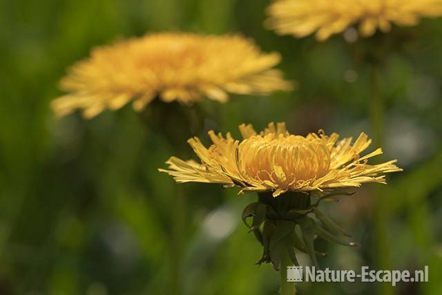 Paardenbloem, detail bloem, Spw4 230411