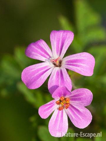 Robertskruid, detail bloemen, Wildrijk 3 260411