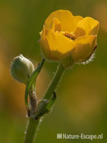 Scherpe boterbloem, openende bloem, Zwmp1 050511