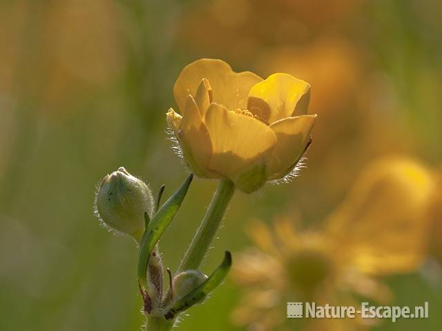 Scherpe boterbloem, openende bloem, Zwmp2 050511