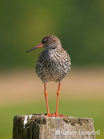 Tureluur, op paal, Castricummerpolder 1 050511