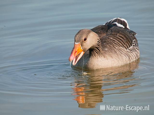 Grauwe gans, foeragerend, Hijm NHD Castricum 1 200511