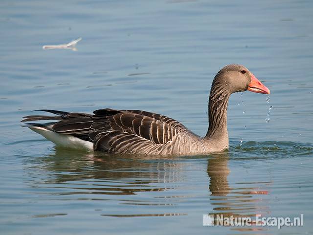 Grauwe gans, Hijm NHD Castricum 1 200511