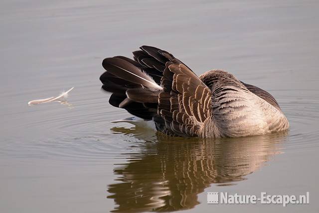 Grauwe gans, poetsend, Hijm NHD Castricum 1 200511