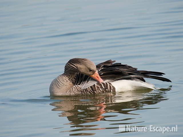 Grauwe gans, poetsend, Hijm NHD Castricum 2 200511