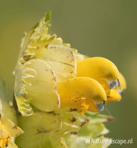 Grote ratelaar, detail bloemen, Wbrr1 250511