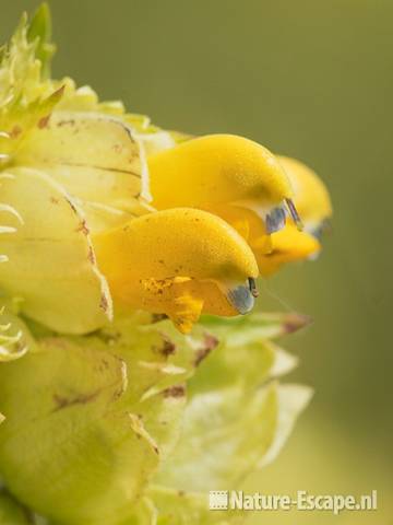 Grote ratelaar, detail bloemen, Wbrr2 250511