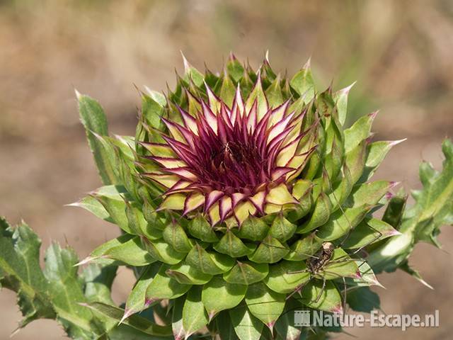 Knikkende distel, bloemknop, NPZK2 210511