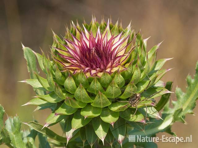 Knikkende distel, bloemknop, NPZK3 210511