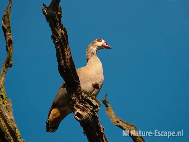 Nijlgans, in dode boom, AWD1 110511