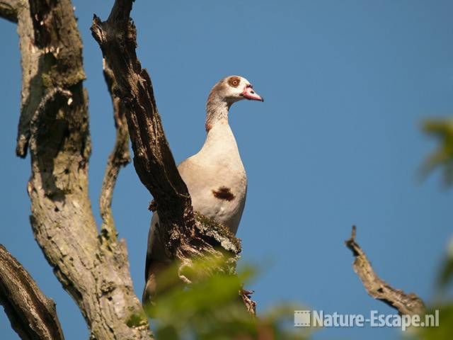 Nijlgans, in dode boom, AWD2 110511