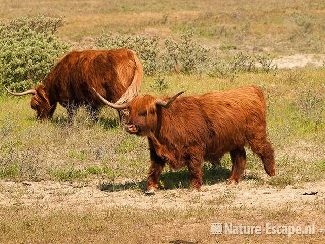 Schotse hooglanders, Doornvlak 1 200511