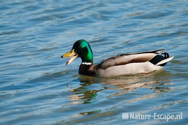 Wilde eend, woerd, snaterend, Hijm NHD Castricum 1 230511