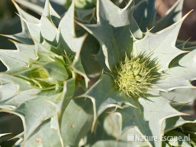 Blauwe zeedistel, bloemknoppen, SBB Schoorl 1 140611