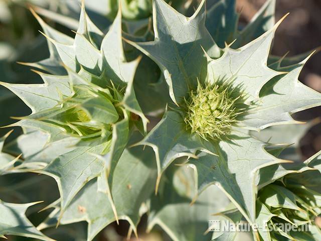 Blauwe zeedistel, bloemknoppen, SBB Schoorl 2 140611