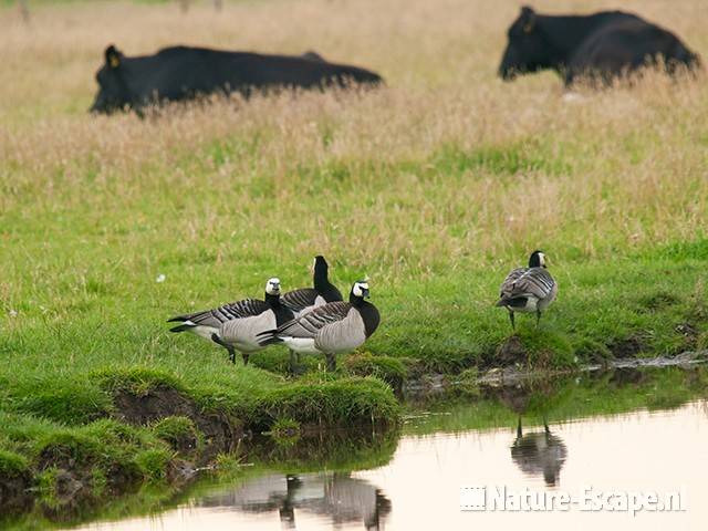 Brandganzen, Hempolder, Akersloot 1 150611