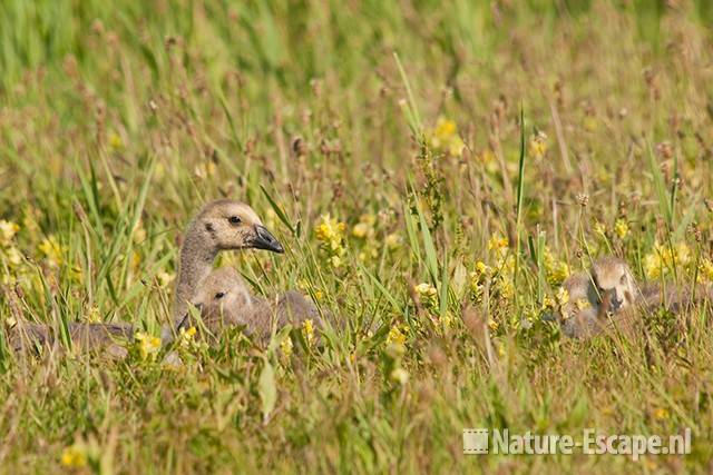 Canadese gans, jong, juveniel, rustend, NHD Castricum 1 030611