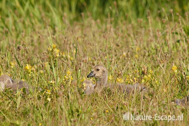 Canadese gans, jongen, juvenielen, NHD Castricum 1 030611