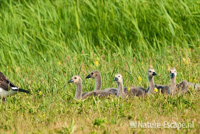 Canadese gans, jongen, juvenielen, NHD Castricum 2 030611