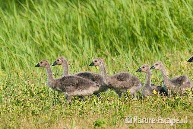 Canadese gans, jongen, juvenielen, NHD Castricum 3 030611