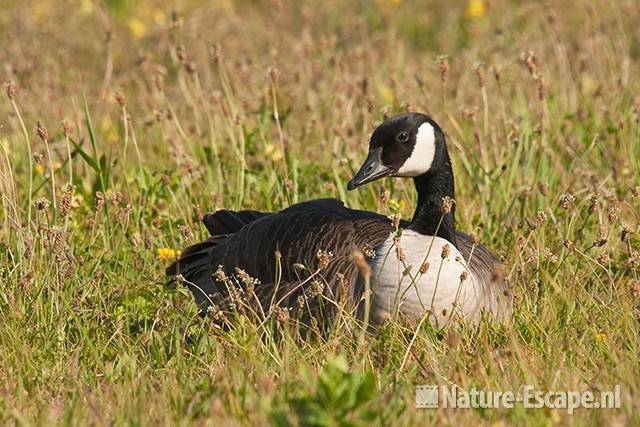 Canadese gans, rustend, NHD Castricum 1 030611