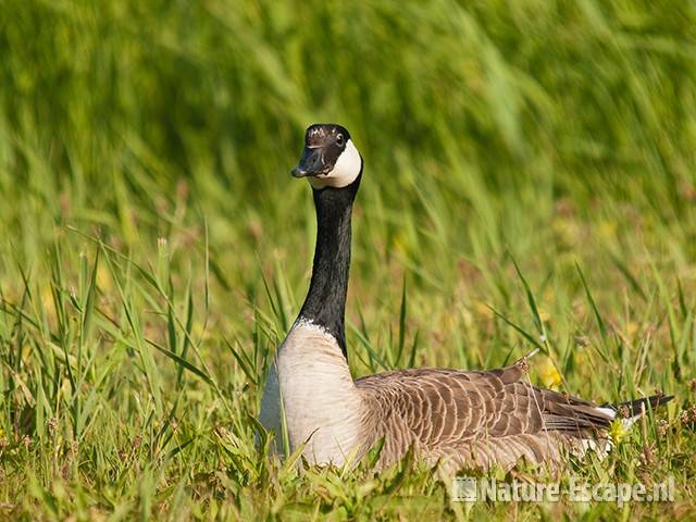 Canadese gans, rustend, NHD Castricum 2 030611