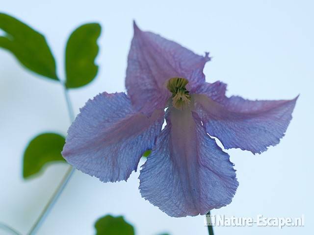 Clematis viticella 'Betty Corning', detail bloem, tB3 300511