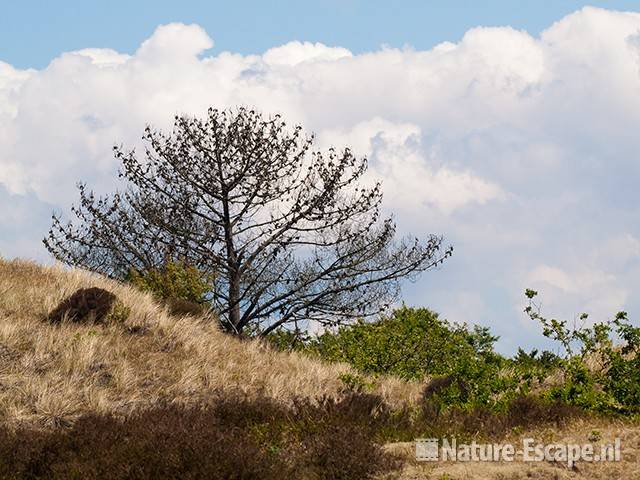 Den, dode boom op helling NHD Bergen 2 140611