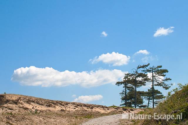 Dennen, in duinlandschap, NPZK2 010611